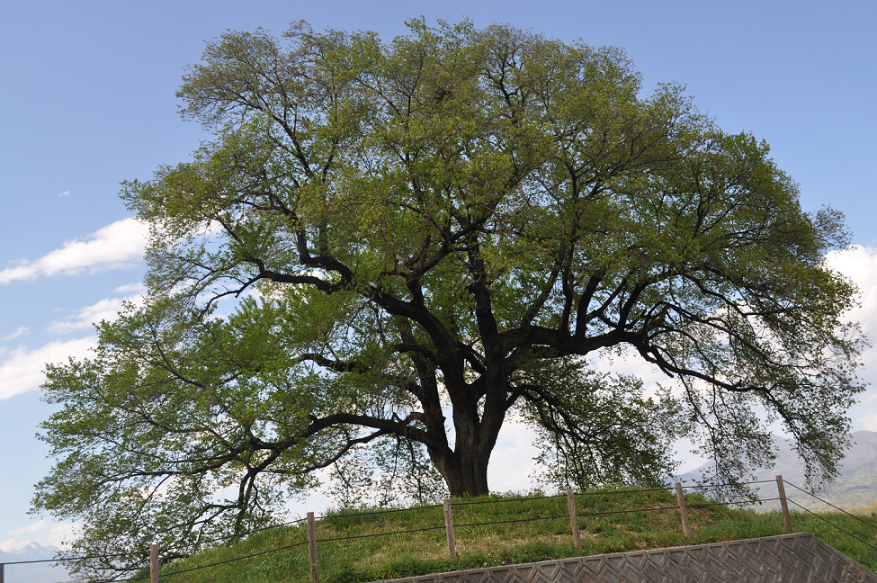 保護中: テンプレート: パスワードで保護されたページ